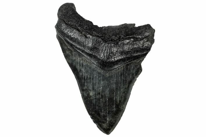 Serrated, Fossil Megalodon Tooth - South Carolina #301821